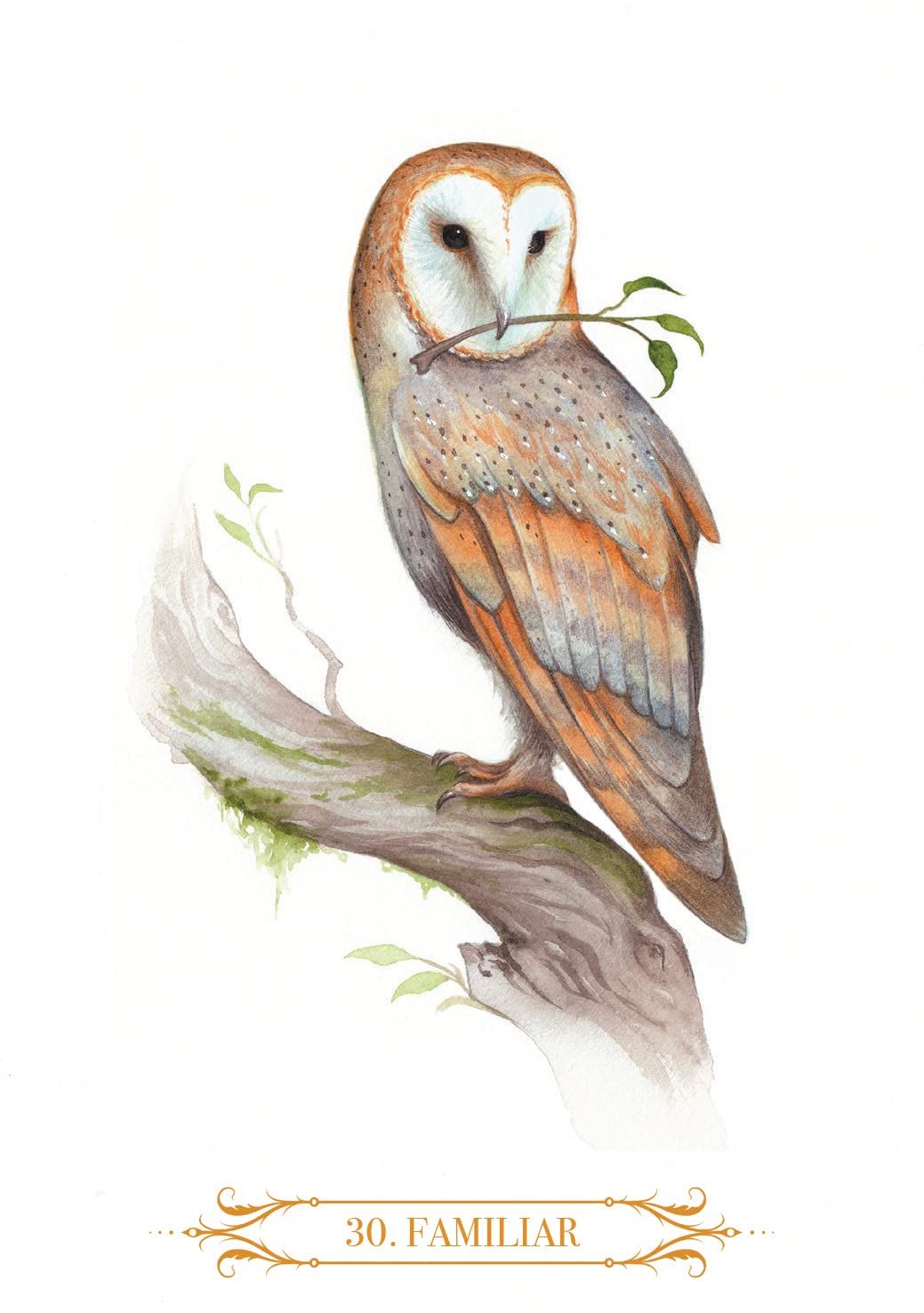 Showing a white background with an owl holding a branch while perched on a tree. Watercolour art