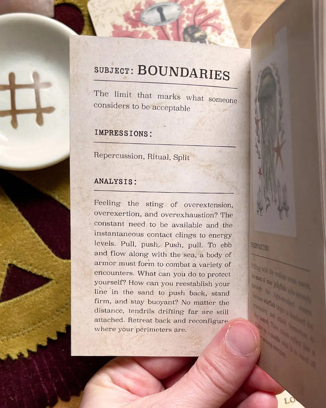 Coastal Curiosities Oracle Deck Naturalist Edition - With expansion pack - Oneness emporium