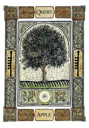 CELTIC TREE ORACLE New Edition