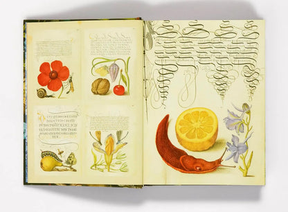 Open book with illustrations of fruits, flowers, and calligraphy on a white background Esoterica sticker book