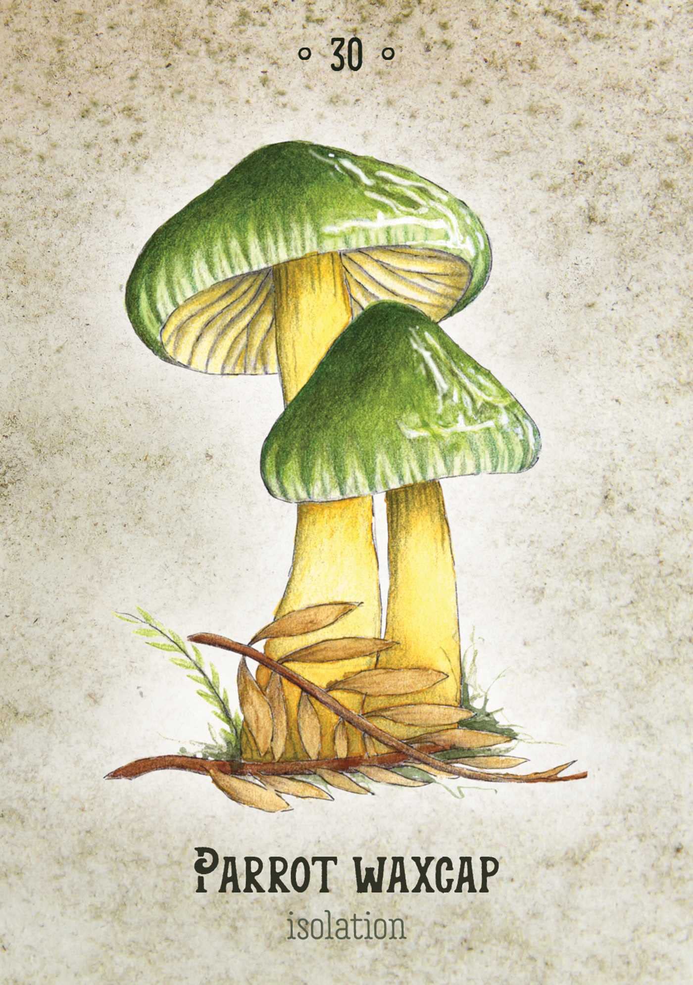 Mushroom Spirit Oracle: (36 Gilded Cards and 112-Page Full-Color Guidebook)