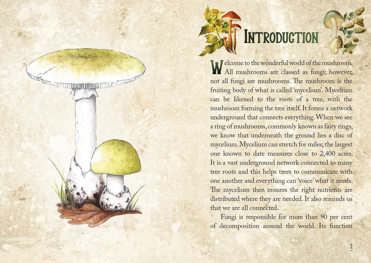 Mushroom Spirit Oracle: (36 Gilded Cards and 112-Page Full-Color Guidebook)